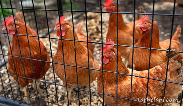 پرورش مرغ بومی تخمگذار در قفس