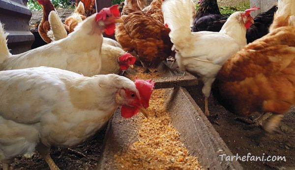 مرغ ها در حال خوردن دان هستند برای اطلاع از هزینه خوراک طرح توجیهی را مطالعه کنید.