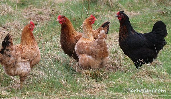 در این تصویر چند مرغ بومی با نژادهای مختلف را مشاهده میکنید+ طرح توجیهی پرورش مرغ بومی
