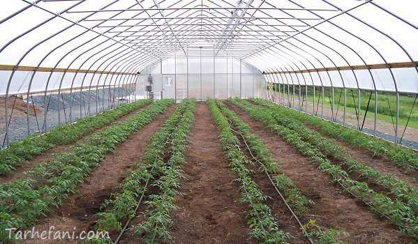 طرح توجیهی گلخانه هیدروپونیک سال 98 و سالن کشت