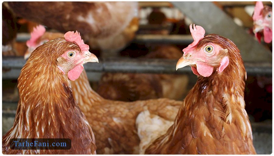 طرح توجیهی پرورش مرغ بومی تخمگذار