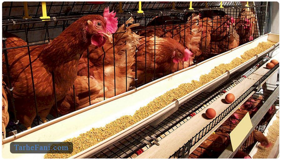فرایند پرورش مرغ بومی تخمگذار در سالن