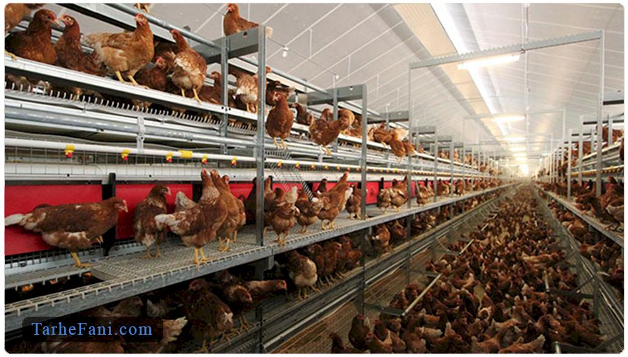 برآورد هزینه راه‌اندازی با طرح توجیهی پرورش مرغ بومی تخمگذار 