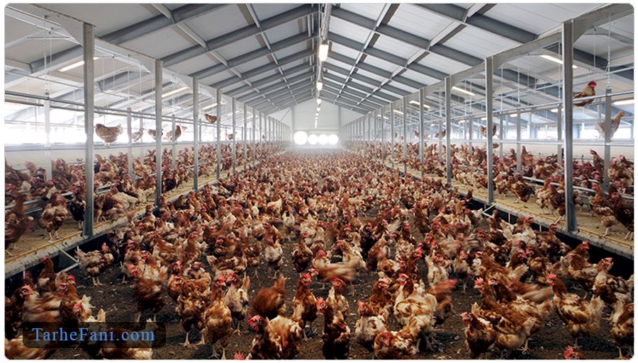  پرورش مرغ بومی تخمگذار در سالن