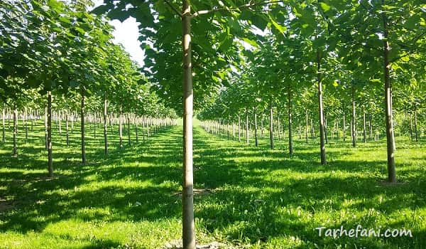 طرح توجیهی درخت پالونیا برای سرمایه گذاری بلندمدت است - طرح فنی