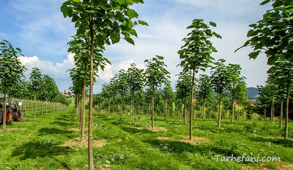 درخت پائولونیا در برابر اب و هوا مقاوم است - طرح فنی