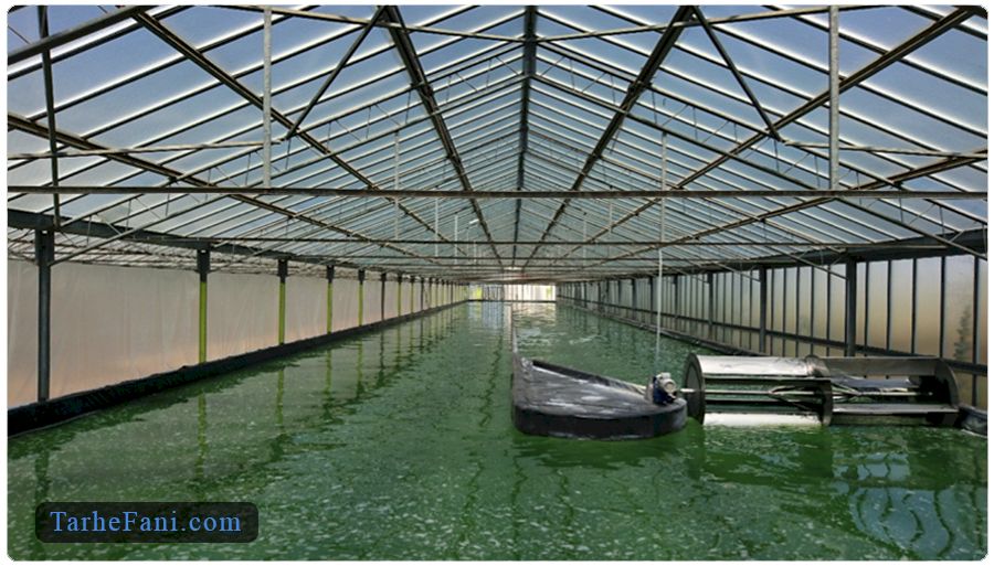 هزینه‌های اولیه پرورش جلبک اسپیرولینا در طرح توجیهی 