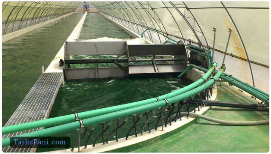 طرح توجیهی پرورش جلبک اسپیرولینا