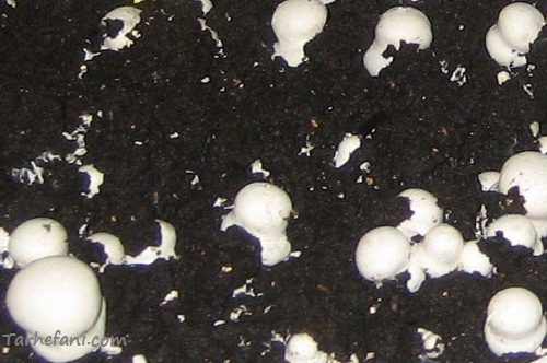 در این بخش از فاز طرح توجیهی پرورش قارچ، رشد قارچ ها شروع میشود.