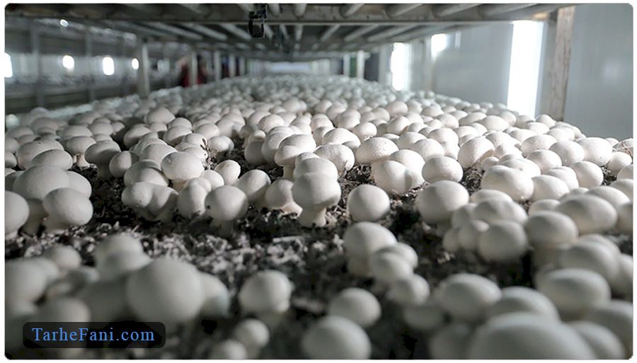 هزینه‌های اولیه راه‌اندازی پرورش قارچ در طرح توجیهی 