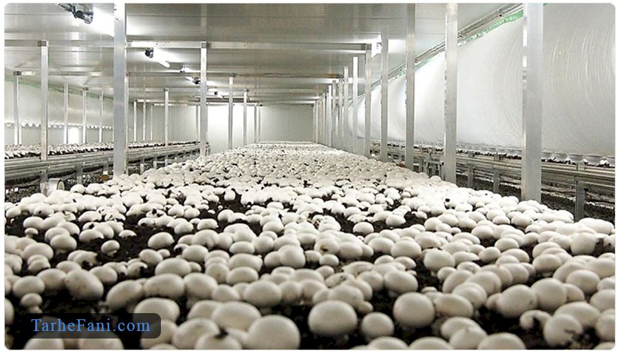 مطالعات بازار در صنعت پرورش قارچ 