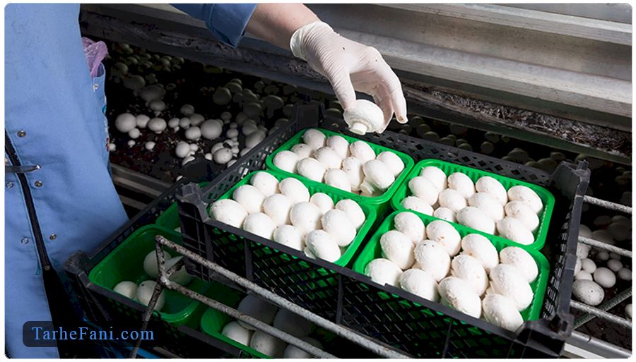 برداشت بسته بندی قارچ محصول 