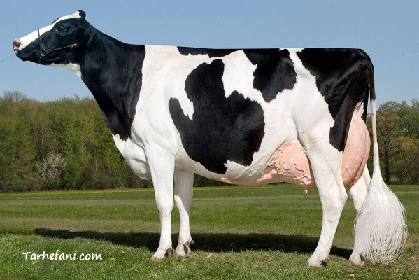 تصویر گاو هلشتاین ماده، بهترین گاو برای تولیدی شیر - طرح فنی