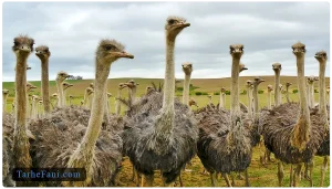 طرح توجیهی پرورش شترمرغ