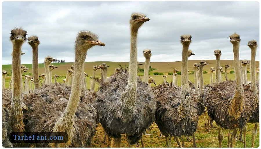 طرح توجیهی پرورش شترمرغ