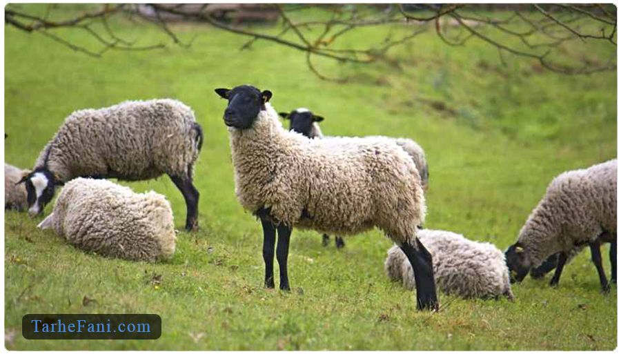 طرح توجیهی پرورش گوسفند رومانف چندقلوزا