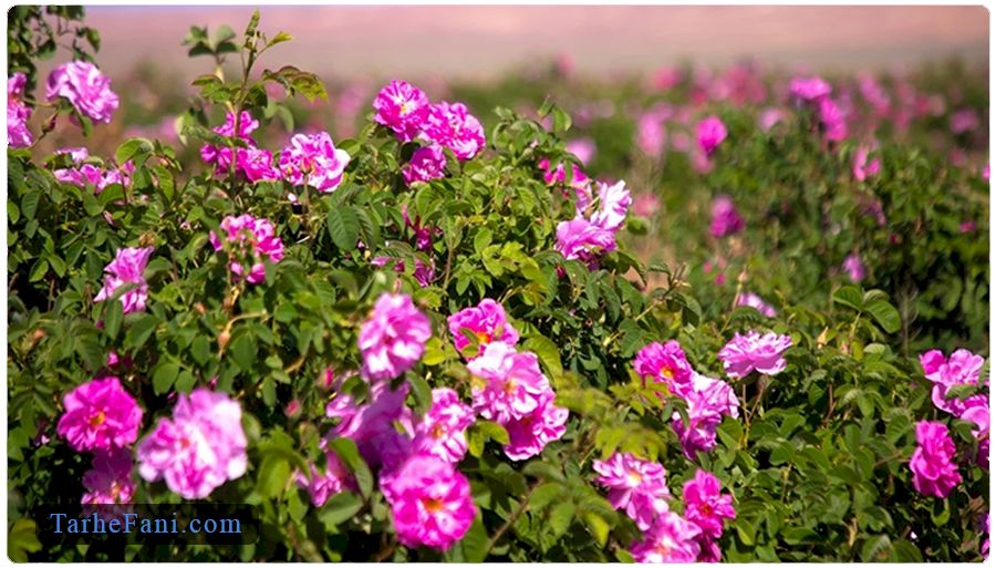 طرح توجیهی پرورش گل محمدی