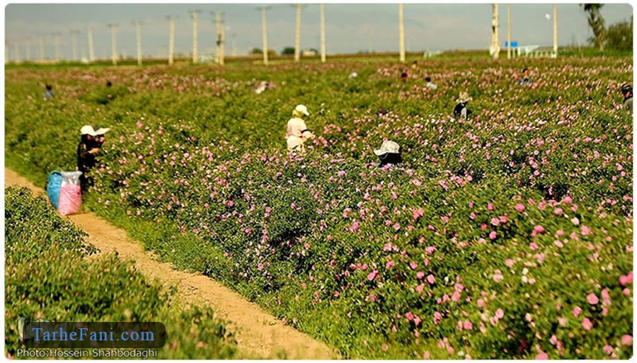 فرایند پرورش گل محمدی در زمین 
