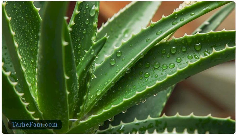 طرح توجیهی کاشت آلوئه ورا