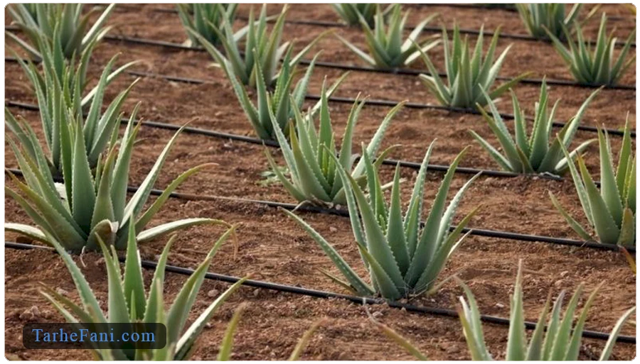 مطالعات بازار در زمینه کاشت آلوئه ورا