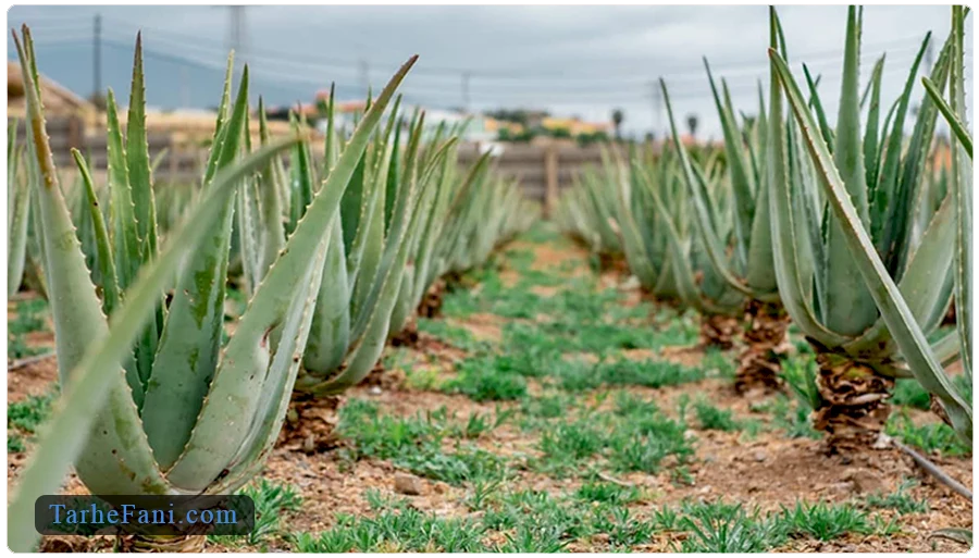 فرایند کاشت آلوئه ورا در زمین