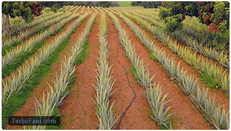 موارد لازم در کاشت آلوئه ورا چیست؟