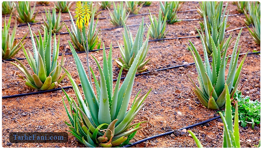 برآورد هزینه کاشت با طرح توجیهی کاشت آلوئه ورا