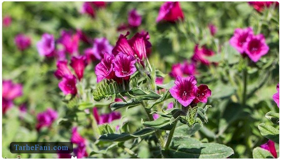 طرح توجیهی کاشت گل گاوزبان