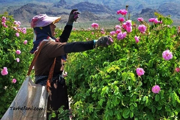 طرح توجیهی پرورش گل محمدی در ایران - طرح فنی