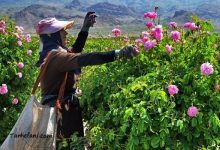 طرح توجیهی پرورش گل محمدی در ایران - طرح فنی