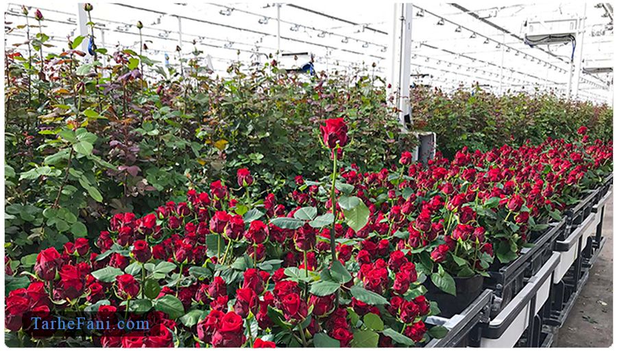 فرایند گلخانه هیدروپونیک گل رز 