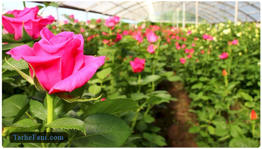 مجوز گلخانه هیدروپونیک گل رز