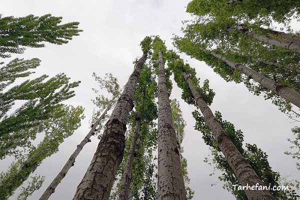 طرح توجیهی درخت صنوبر، زراعت چوب