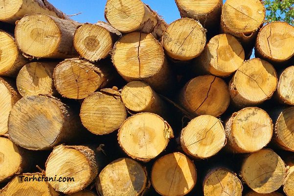زراعت چوب صنوبر و صادرات آن به کشورهای همسایه