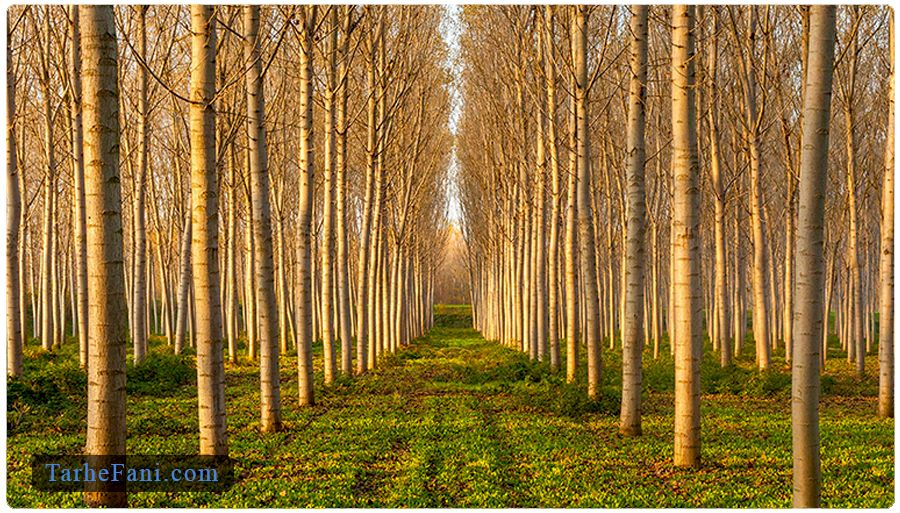 طرح توجیهی کاشت درخت صنوبر