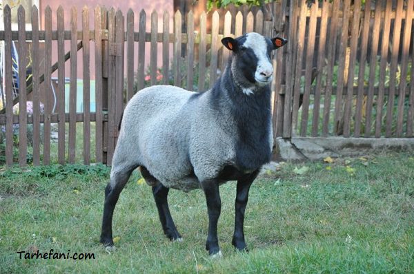 گوسفند رومانف یکی از بهترین نژادهای چندقلوزا در جهان است.- طرح فنی