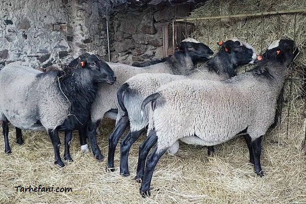 طرح توجیهی گوسفند چندقلوزا رومانف - طرح فنی