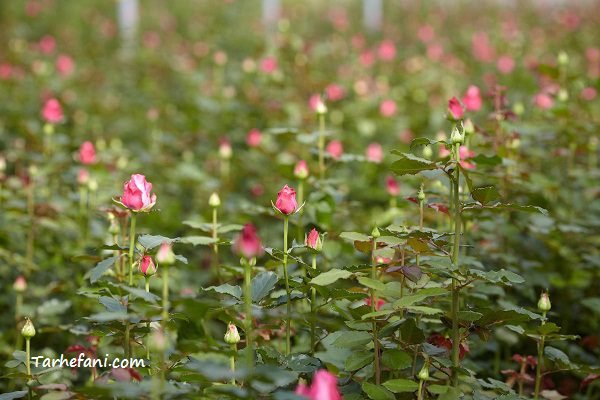 پرورش گل رز گلخانه ای به روش هیدروپونیک برای اطلاعات بیشتر طرح توجیهی گل رز را مطالعه کنید. - طرح فنی