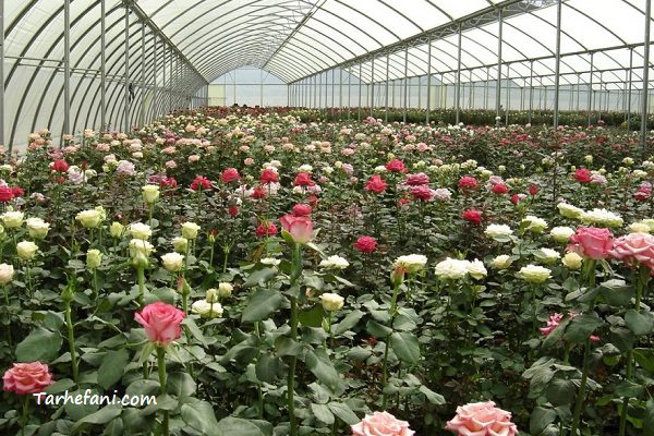 طرح توجیهی پرورش گل رز به صورت گلخانه هیدروپونیک - طرح فنی