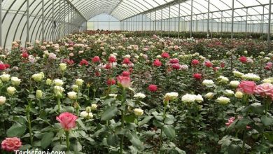 طرح توجیهی پرورش گل رز به صورت گلخانه هیدروپونیک - طرح فنی