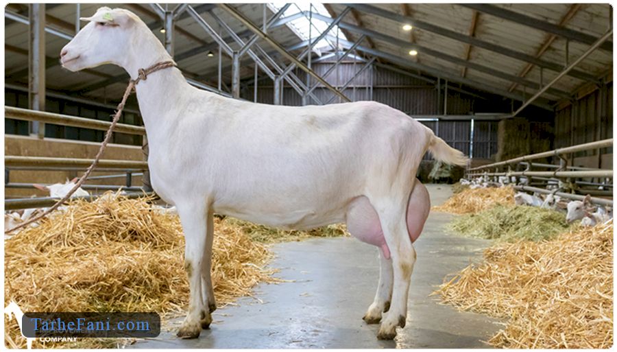 طرح توجیهی پرورش بز سانن