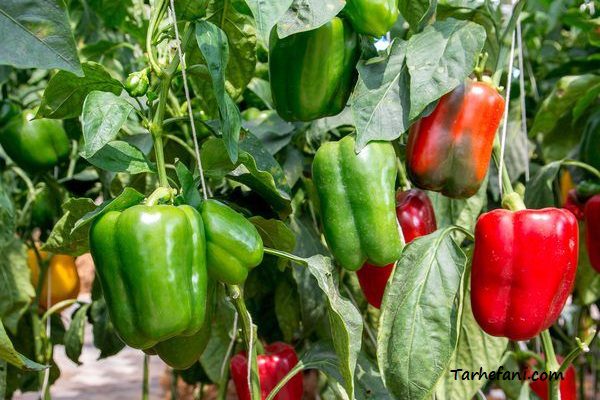 طرح توجیهی گلخانه فلفل دلمه ای