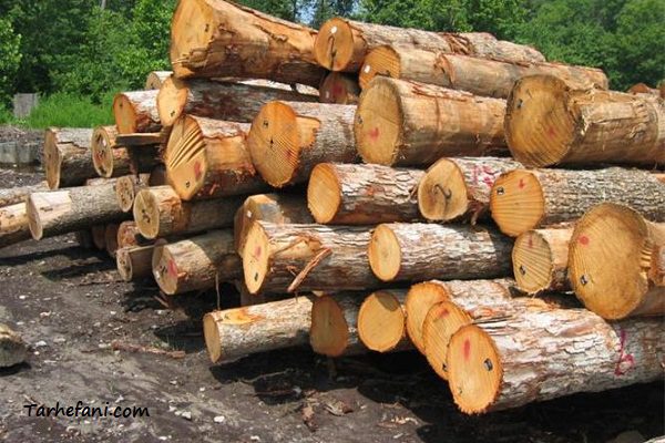 تولید چوب اکالیپتوس یکی از به صرفه ترین درختان برای زراعت چوب است