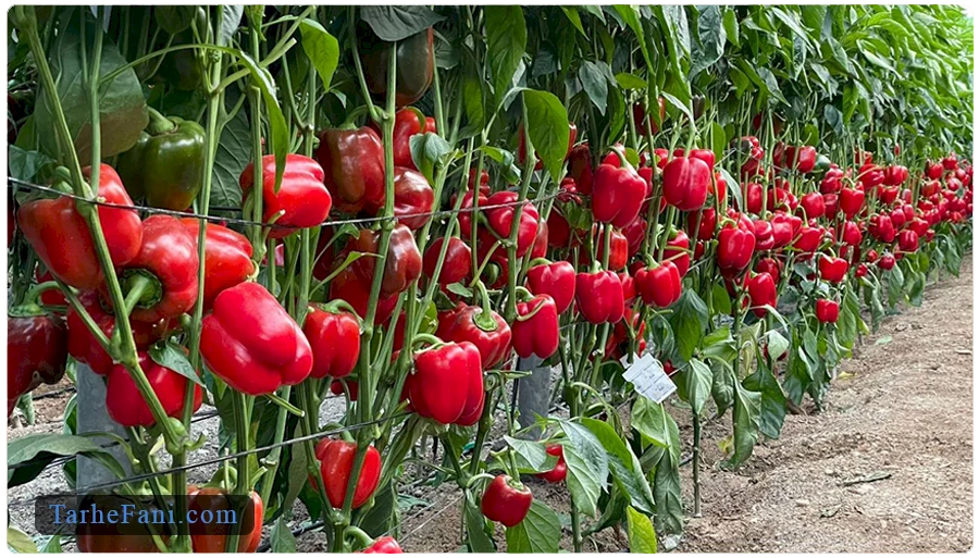 طرح توجیهی گلخانه فلفل دلمه ای