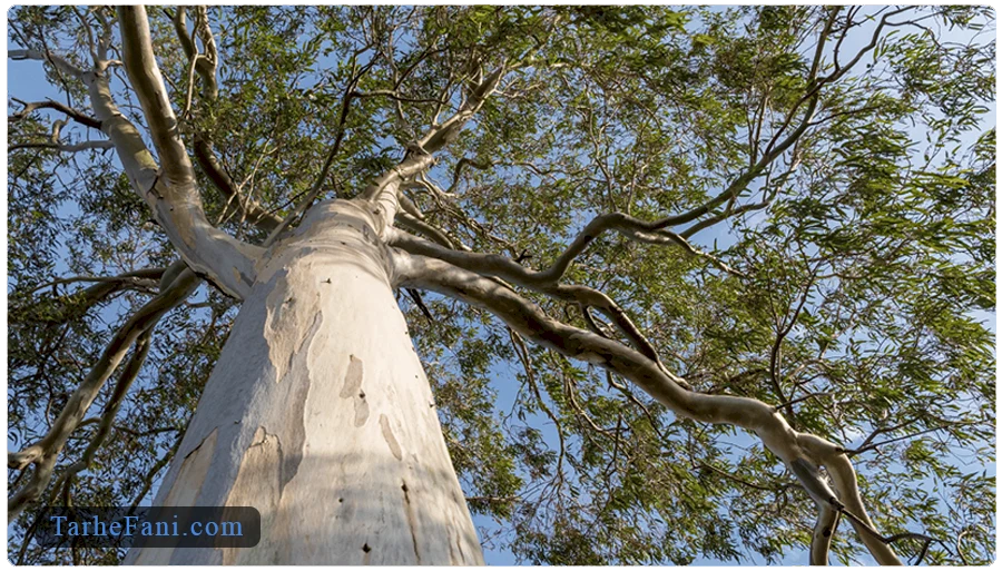 طرح توجیهی درخت اکالیپتوس