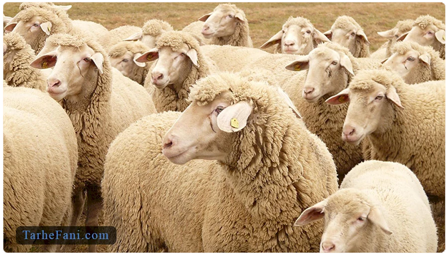 طرح توجیهی پرواربندی بره