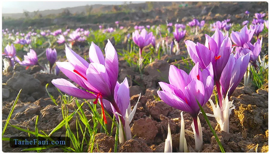 طرح توجیهی کاشت زعفران در یک هکتار زمین