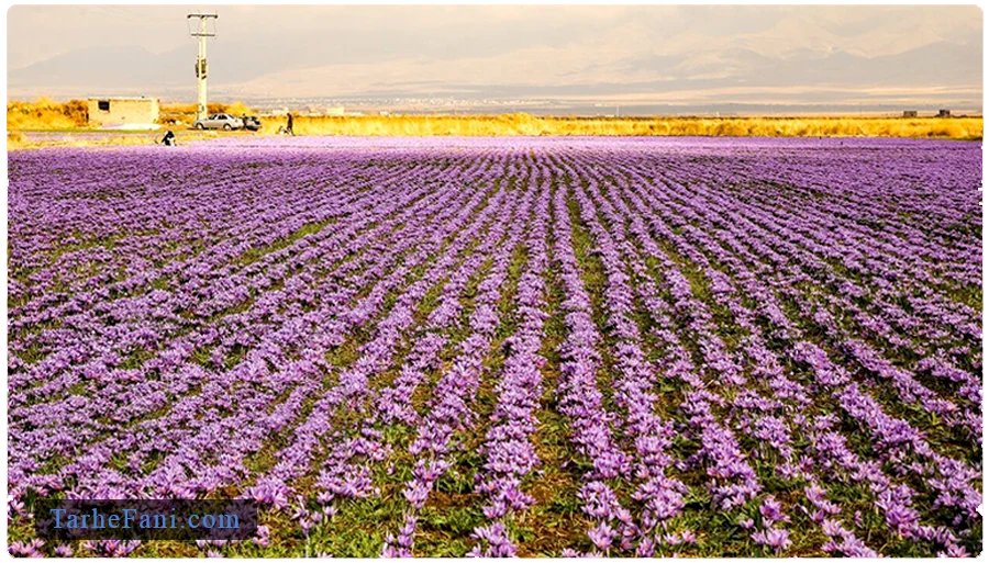 فرایند کاشت زعفران در زمین