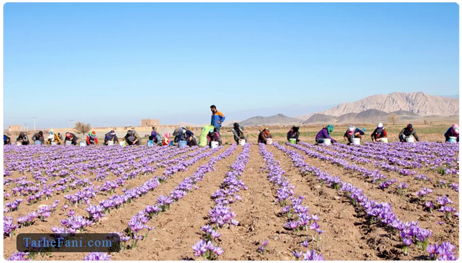 تحلیل درآمد و سود کاشت زعفران در زمین 