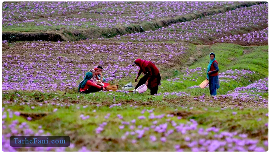 نرخ بازدهی سرمایه در طرح توجیهی کاشت زعفران در یک هکتار زمین